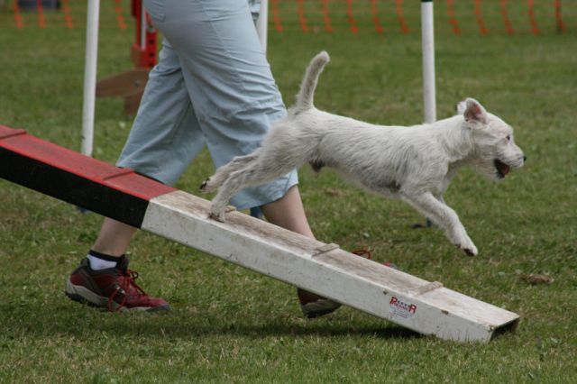 Publication : Semper Fi Auteur : Sabrina