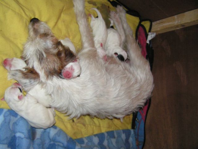 Publication : Semper Fi Auteur : Sabrina