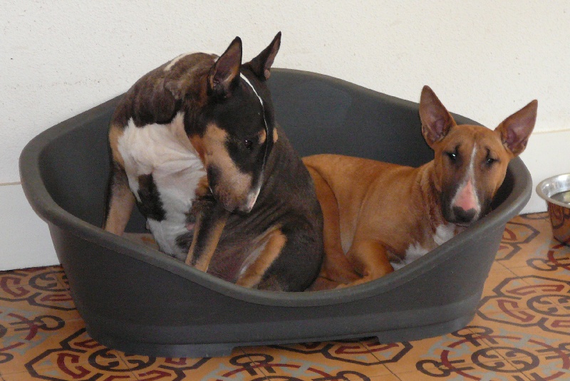 Publication : Rock'n'Roll Attitude Auteur : johane loncke