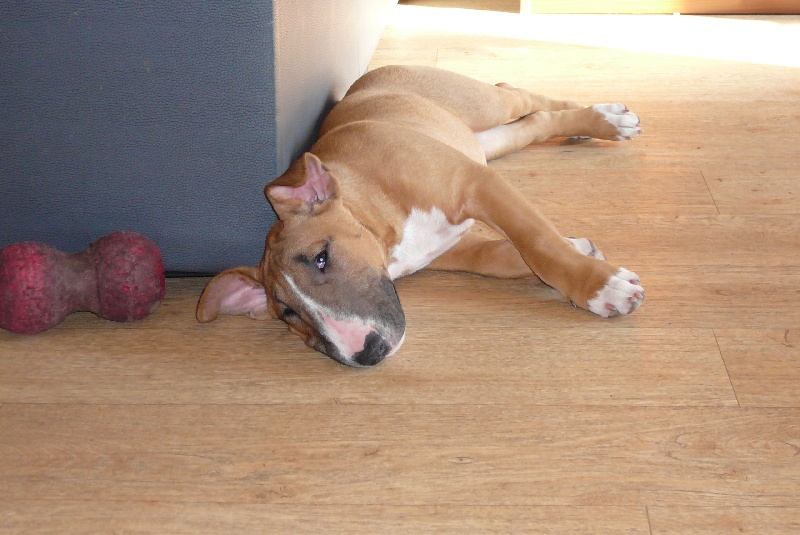 Publication : Rock'n'Roll Attitude Auteur : johane loncke