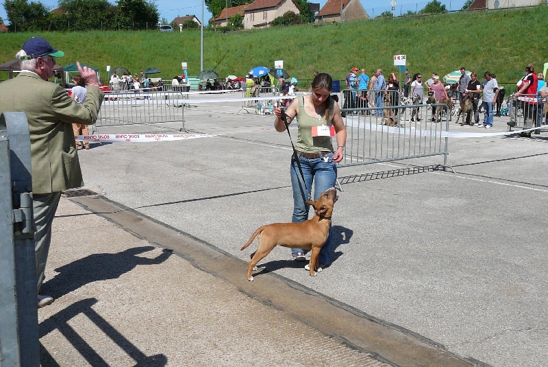 Fraise tagada Of Amchax - Très Prometteur