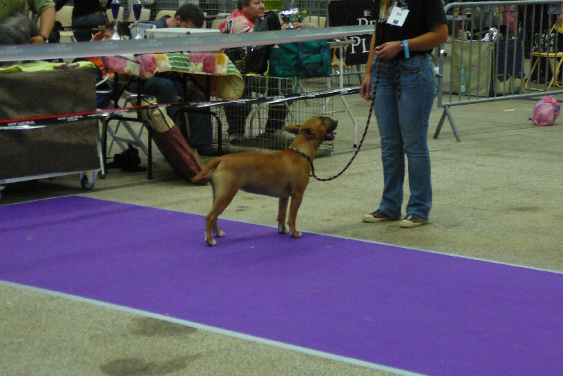 Fraise tagada Of Amchax - 1er excellent et meilleur jeune