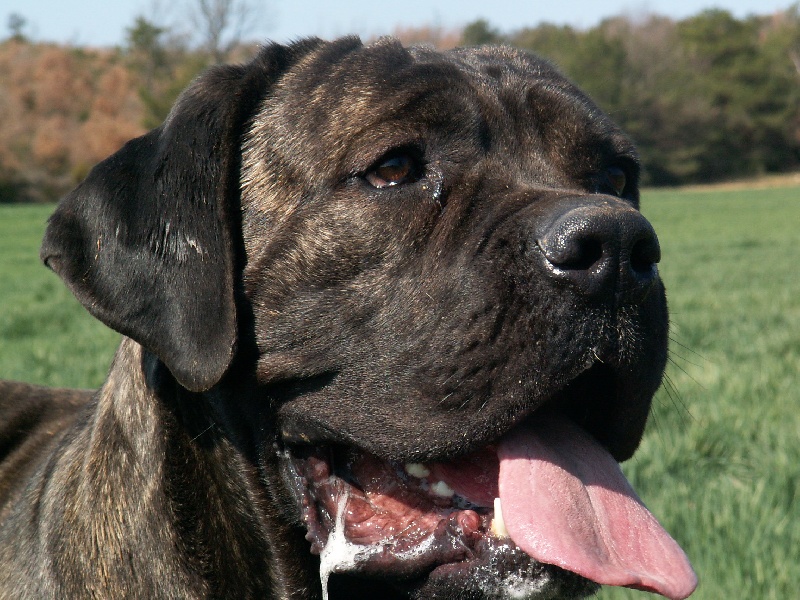 Publication : des veilleurs de Syrius