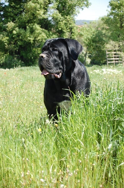 Publication : des veilleurs de Syrius Auteur : Laura Clavel