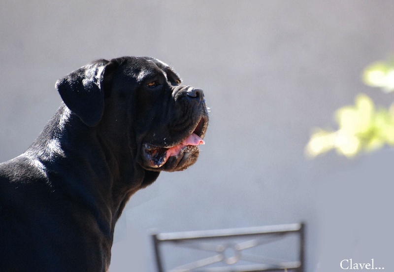 Publication : des veilleurs de Syrius Auteur : Laura Clavel