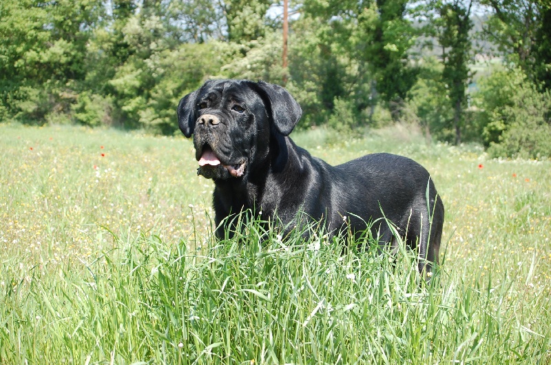 Publication : des veilleurs de Syrius Auteur : Laura Clavel