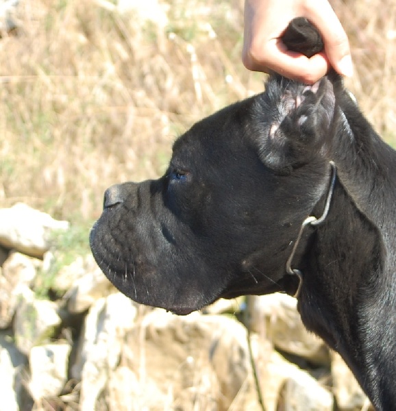 Publication : des veilleurs de Syrius Auteur : Laura Clavel