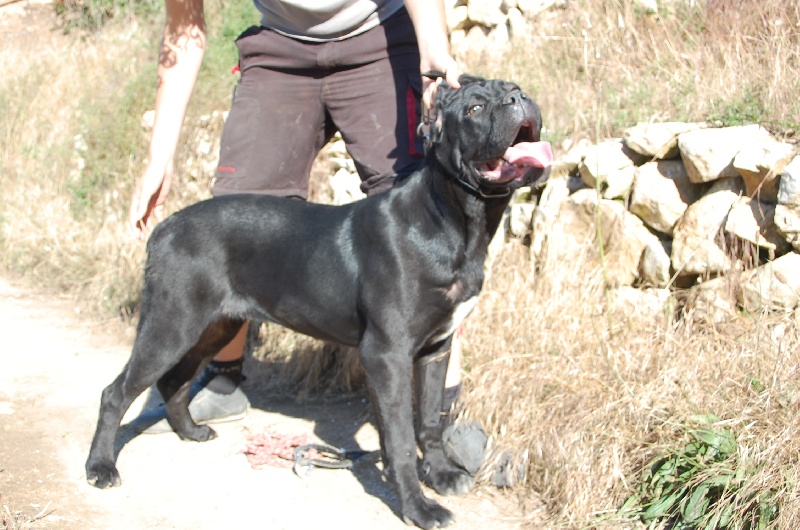 Publication : des veilleurs de Syrius Auteur : Laura Clavel