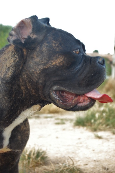 Publication : des veilleurs de Syrius Auteur : Laura Clavel