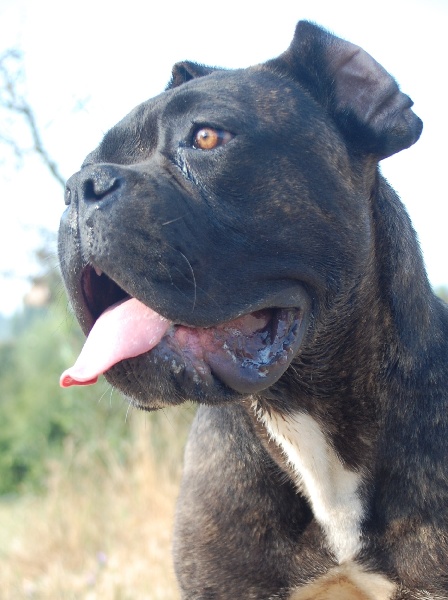 Publication : des veilleurs de Syrius Auteur : Laura Clavel