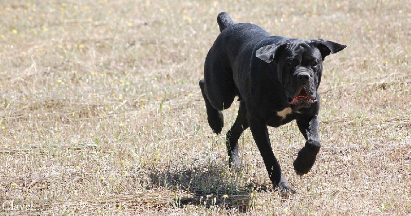Publication : des veilleurs de Syrius Auteur : Laura Clavel