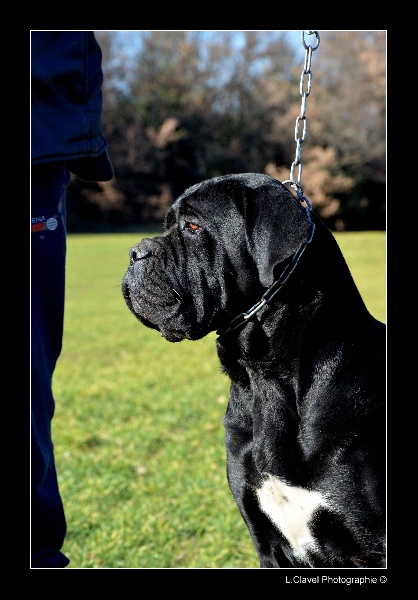 Publication : des veilleurs de Syrius Auteur : Laura Clavel