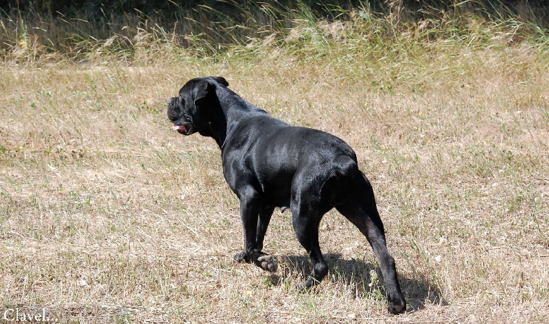 Publication : des veilleurs de Syrius Auteur : Laura Clavel