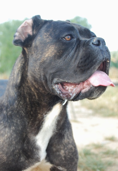 Publication : des veilleurs de Syrius Auteur : Laura Clavel