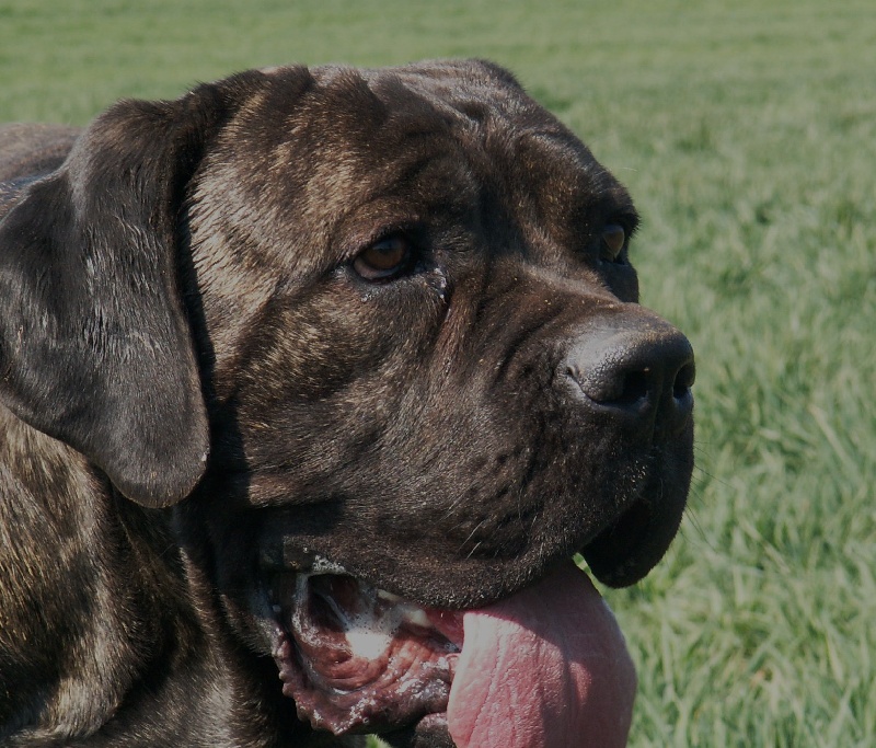 Publication : des veilleurs de Syrius