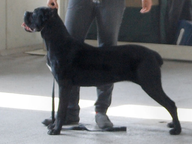 E'myrah des veilleurs de Syrius - 1 ier Exellent MEILLEURE JEUNE