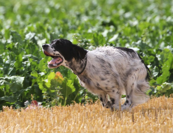 Publication : de la petite Vareize