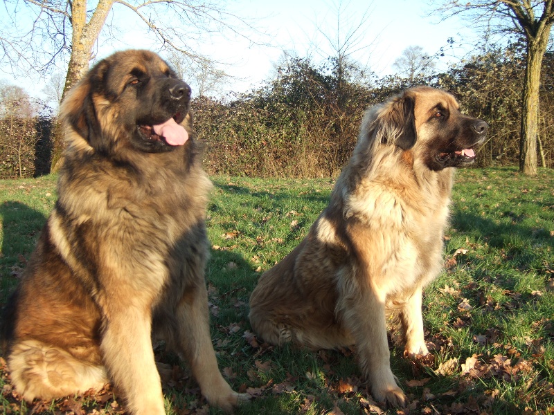 Publication : de la Terre des Lions du Berry