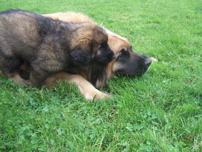 Publication : de la Terre des Lions du Berry