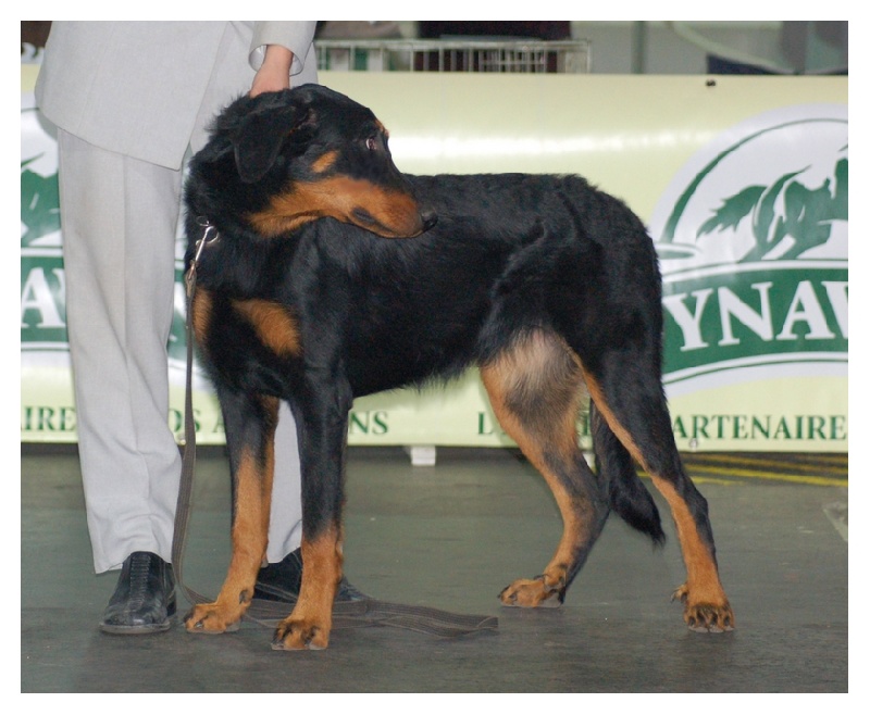CH. Brille Des assiers - Puppy class: Nagyon Ígéretes (Very Promising)
