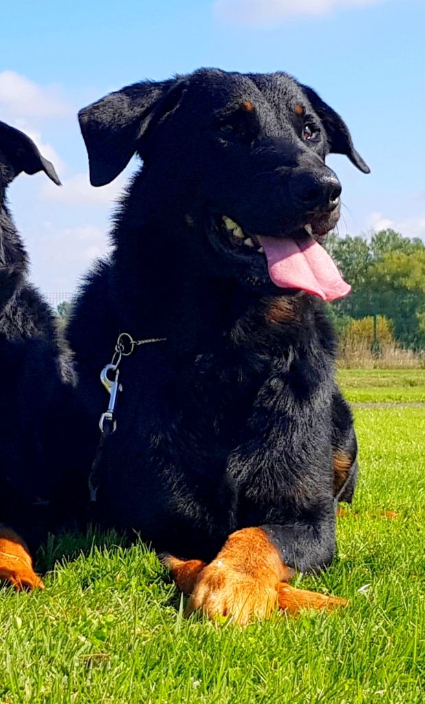 CH. Popeye des Bergers de l'Oiseau Jaune - Nyílt osztály: Excellent I, CAC, CACIB, BOB.