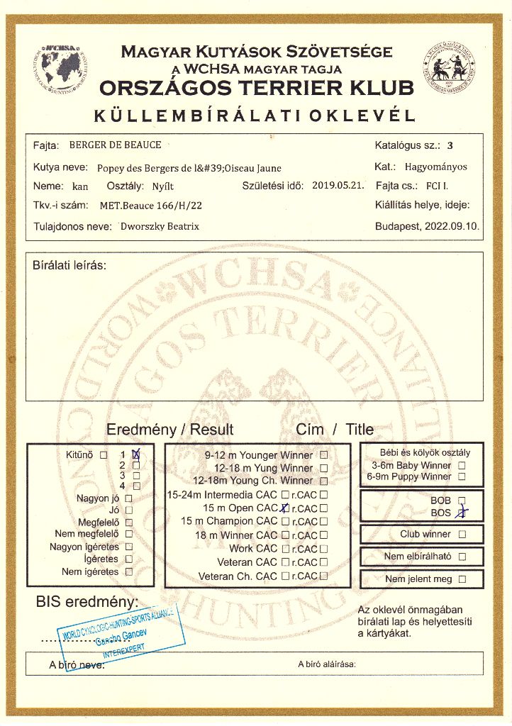 CH. Popeye des Bergers de l'Oiseau Jaune - Nyílt osztály: Excellent I, CAC, BOS.