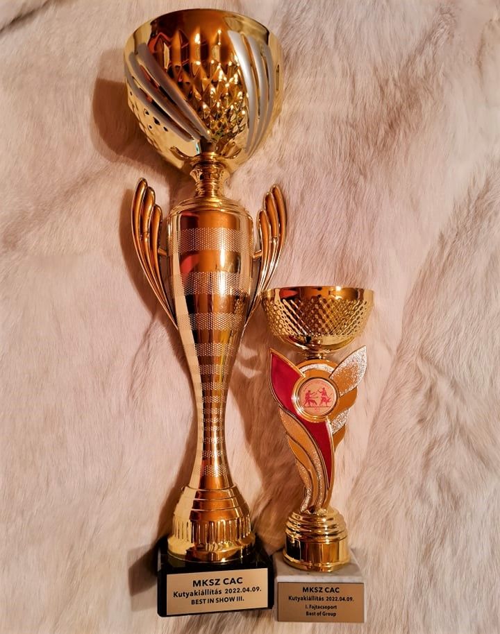 CH. Odin du Dragon Noir - Excellent 1, CAC, BOB, BOG, BIS III,