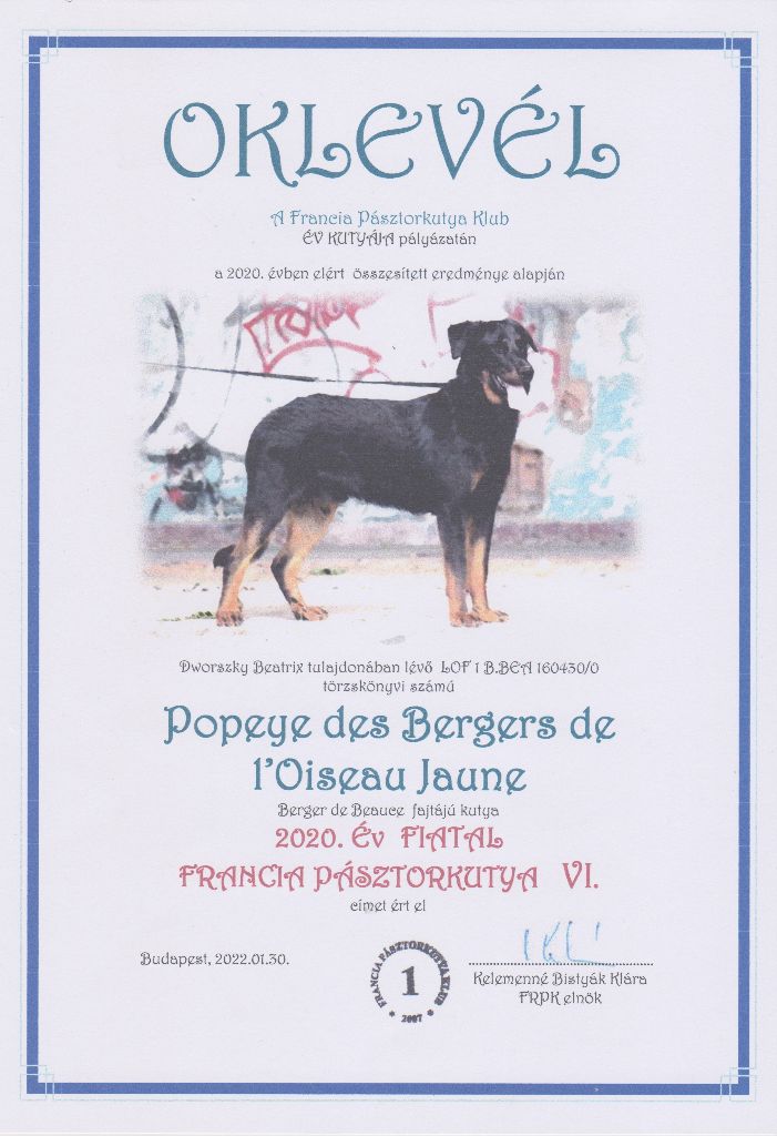 CH. Popeye des Bergers de l'Oiseau Jaune - 2020 Év Fiatal Francia Pásztorkutyája IV.