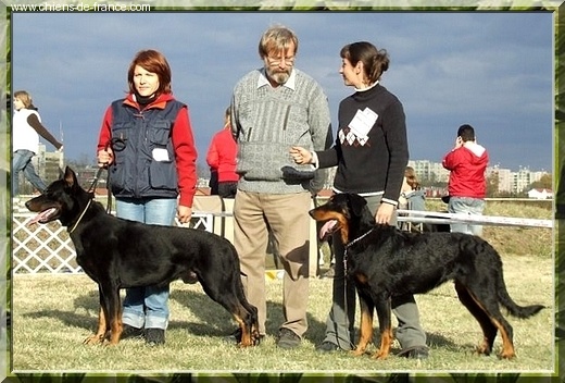 CH. Brille Des assiers - Open class: Excellent 1, CAC, MEILLEUR FEMELLE/BOS