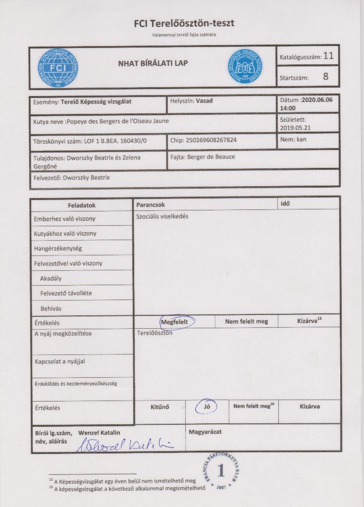 CH. Popeye des Bergers de l'Oiseau Jaune - NHAT