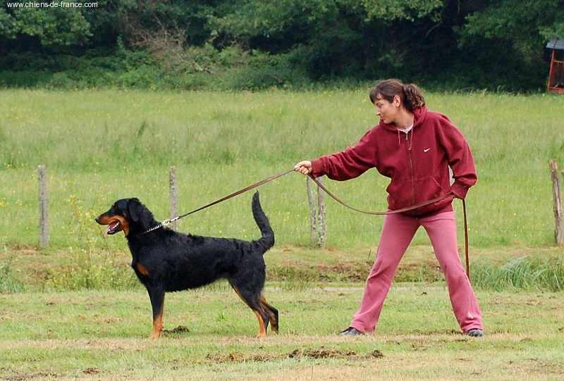 CH. Brille Des assiers - Junior class: Excellent