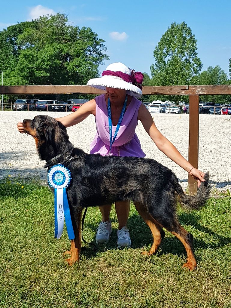 CH. Reve bleue des Bergers de l'Oiseau Jaune - Excellent 1, CAC, CACIB, BOS,