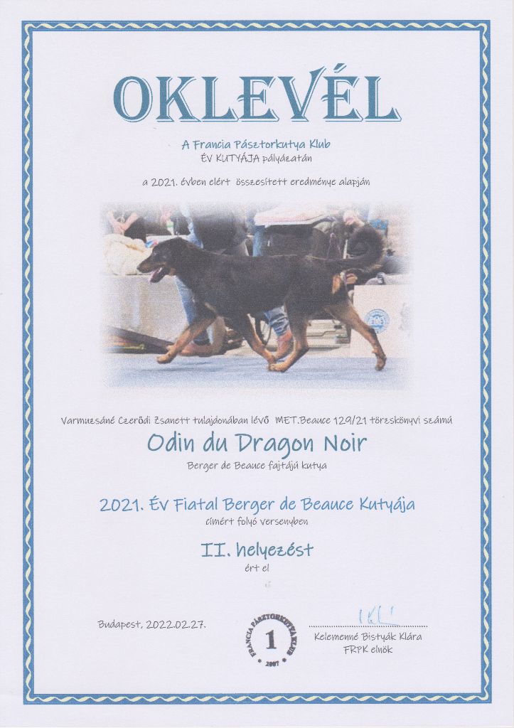 CH. Odin du Dragon Noir - 2021 Év Fiatal Berger de Beauce kutyája II.