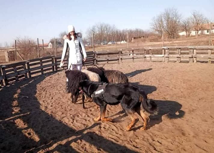 CH. Odin du Dragon Noir - NHAT