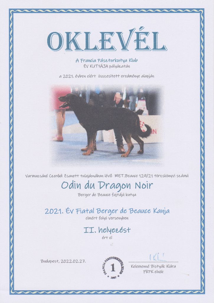 CH. Odin du Dragon Noir - 2021 Év Fiatal Berger de Beauce kanja II.