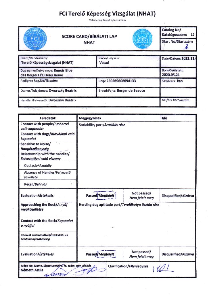 CH. Renoir bleu des Bergers de l'Oiseau Jaune - NATURAL HERDING APTITUDE TEST (FCI - NHAT)