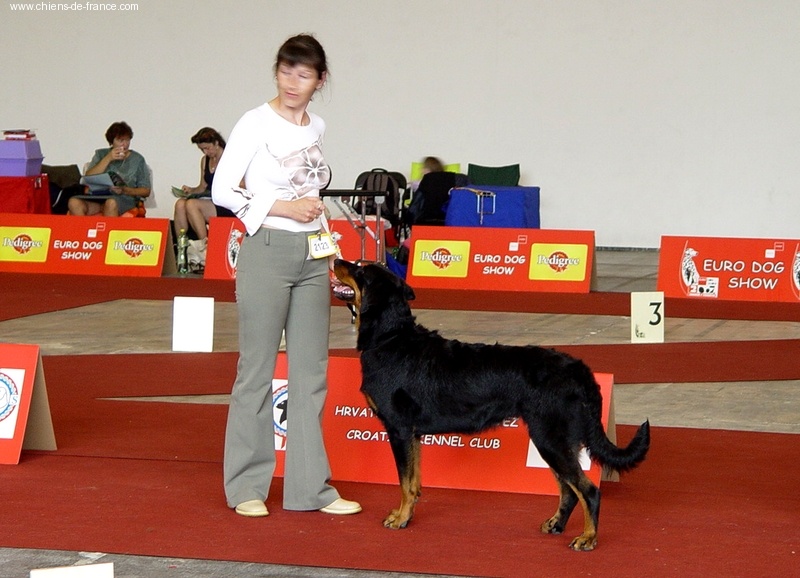 CH. Brille Des assiers - Junior class: Excellent 4