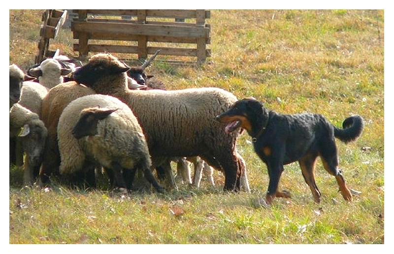 CH. Brille Des assiers - Accepter