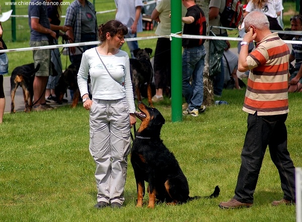 CH. Brille Des assiers - C.S.A.U.