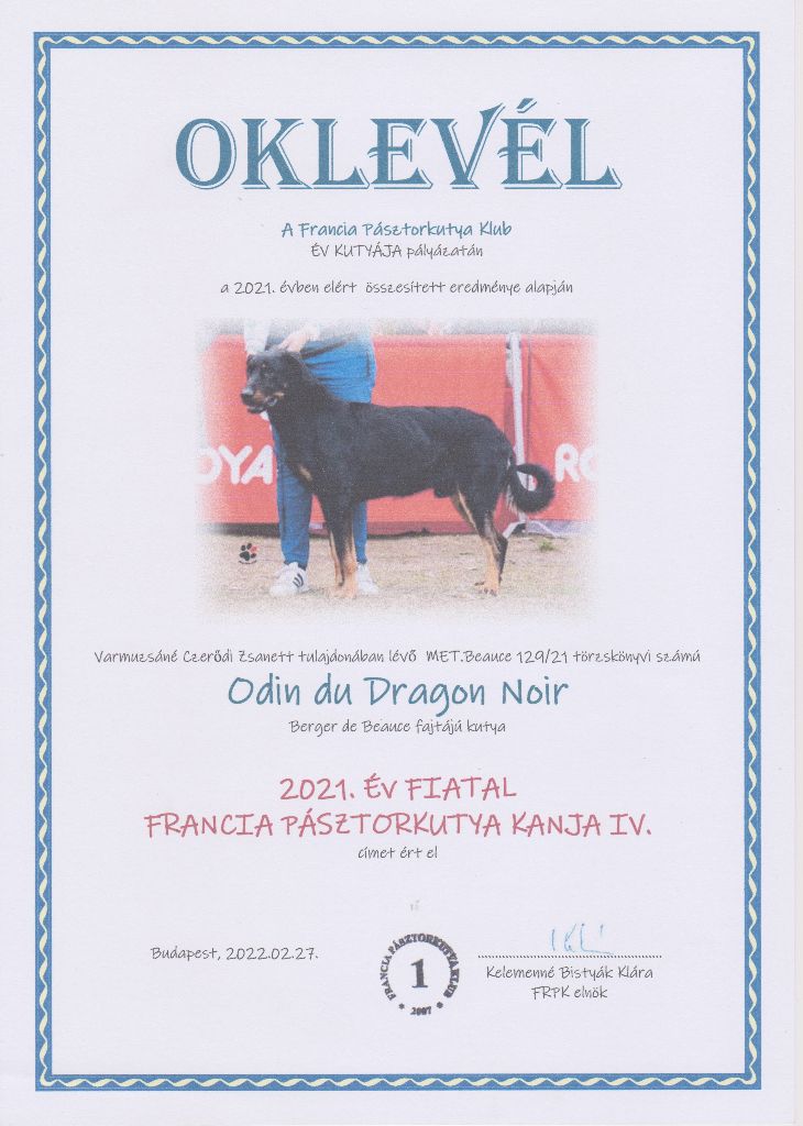 CH. Odin du Dragon Noir - 2021 Év Fiatal Francia Pásztorkutya kanja IV.