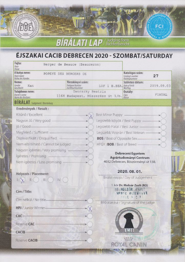 CH. Popeye des Bergers de l'Oiseau Jaune - Excellent 1, HPJ,