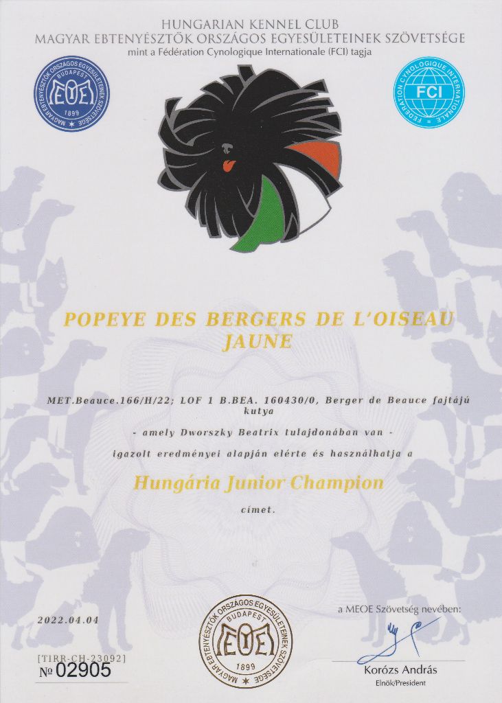 CH. Popeye des Bergers de l'Oiseau Jaune - Hungária Junior Champion