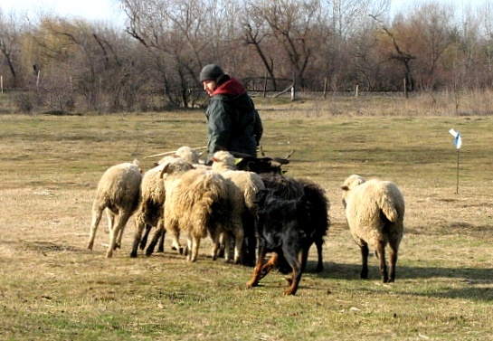 CH. Brille Des assiers - Haladó class: 5 eme 58/70p. Tres Bon
