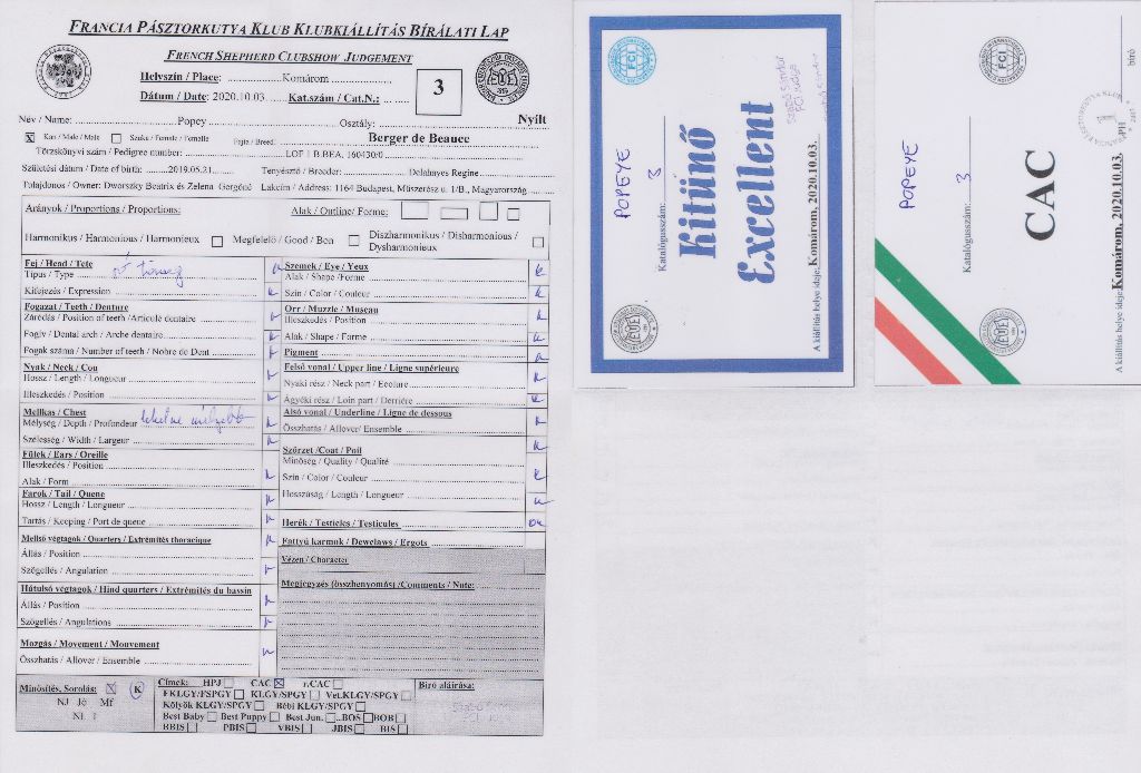 CH. Popeye des Bergers de l'Oiseau Jaune - Excellent 1, CAC,