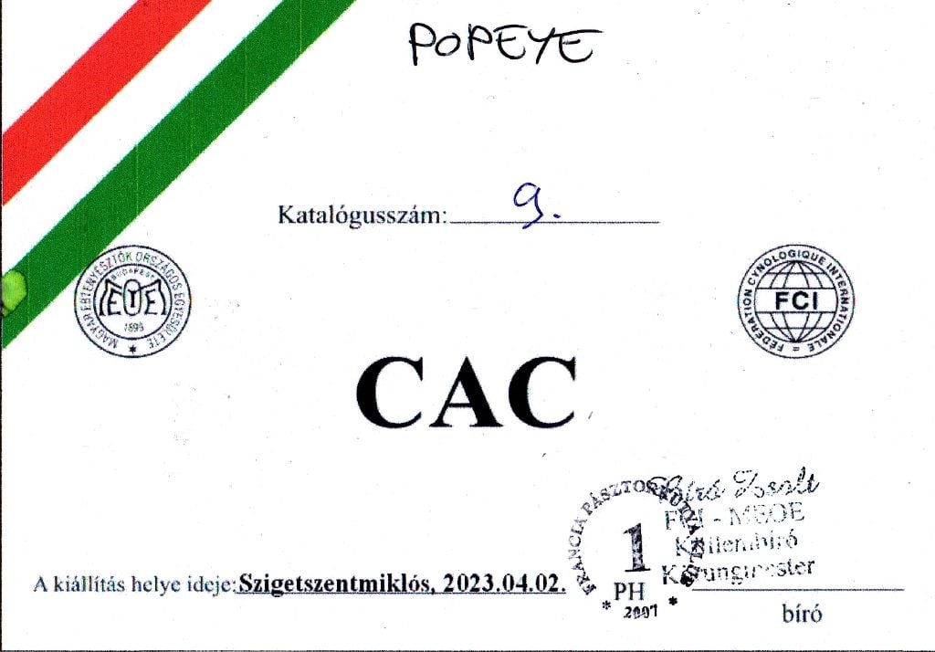CH. Popeye des Bergers de l'Oiseau Jaune - Champion osztály, Excellent 1, CAC.