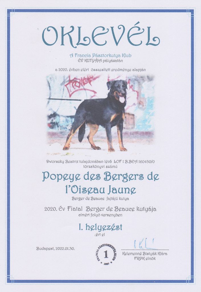 CH. Popeye des Bergers de l'Oiseau Jaune - 2020 Év Fiatal Berger de Beauce kutyája I.