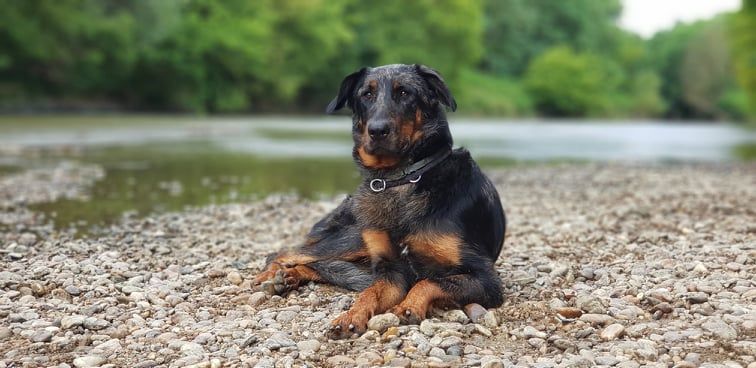 CH. Reve bleue des Bergers de l'Oiseau Jaune - Excellent 1, CAC, CACIB, BOS,