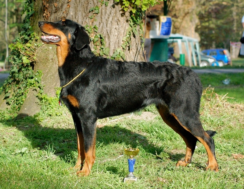 CH. Brille Des assiers - Junior class: Excellent 1, HPJ, HFGY (MEILLEUR DE RACE/BOB)