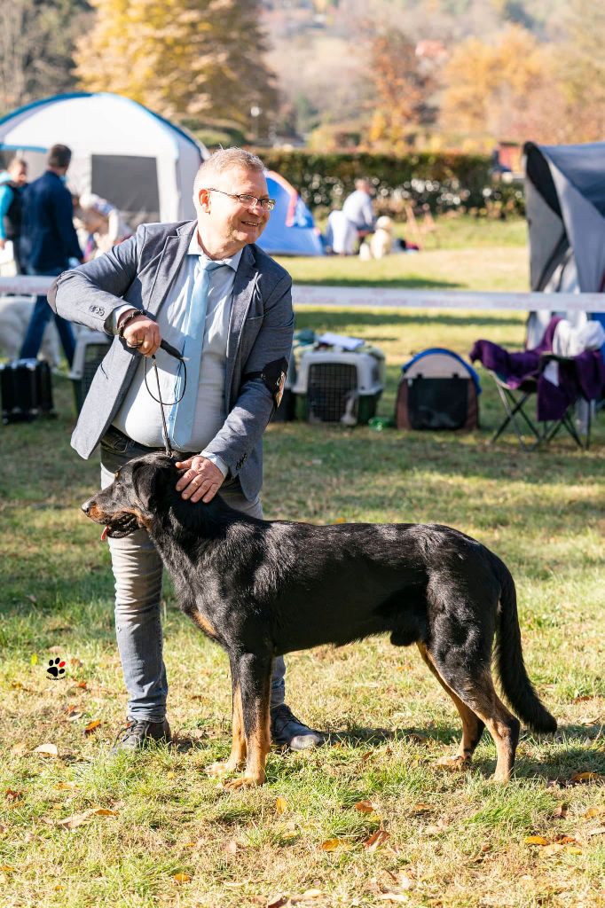 CH. Odin du Dragon Noir - Excellent 1, HPJ, Best Junior,