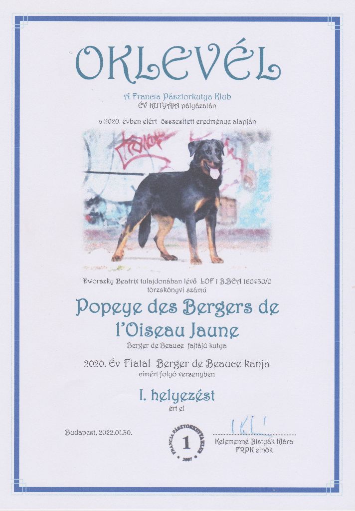 CH. Popeye des Bergers de l'Oiseau Jaune - 2020 Év Fiatal Berger de Beauce kanja I.